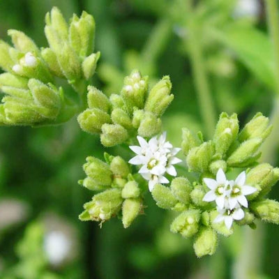 Plante medicinale pentru fertilitate